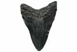 Fossil Megalodon Tooth - South Carolina #299423-1